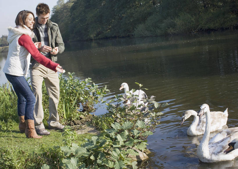 西方人,两个人,站,投,笑,微笑,露齿笑,横图,室外,白天,正面,爱情,草地,草坪,湖,湖泊,树林,水,植物,鹅,鸟,欧洲,欧洲人,三只,握,阴影,波纹,服装,装饰,光线,鸟类,水鸟,影子,湖面,水流,水面,涟漪,浪漫,拿,拿着,注视,休闲装,草,树,树木,衣服,绿色,倒影,水纹,阳光,自然,围巾,波浪,湖水,观察,看,站着,休闲,温暖,温馨,休闲服,恩爱,握着,恋人,服饰,生长,成长,围脖,观看,保暖,华丽,点缀,和睦,察看,倒映,御寒,关注,水晕,衬托,美观,雅致,雅观,豢养,喂养,反照,男人,男性,年轻男性,年轻女性,女人,女性,白种人,情侣,白鹅,抛,扔,撒,站立,掷,彩图,全身,家鹅,伴侣,融洽