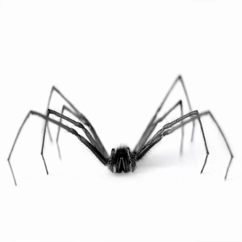 无人,方图,黑白,室内,特写,白天,白色背景,正面,阴影,反射,昆虫,蜘蛛,影子,一只,动物,摄影,影棚,八脚螅,节肢动物,益虫,波丝,全身,影棚拍摄,拍摄