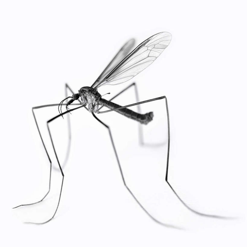 无人,方图,黑白,室内,特写,白天,白色背景,正面,阴影,反射,昆虫,蜘蛛,影子,一只,动物,趴着,摄影,影棚,八脚螅,节肢动物,益虫,波丝,盲蛛,长脚盲蛛,趴,全身,影棚拍摄,拍摄