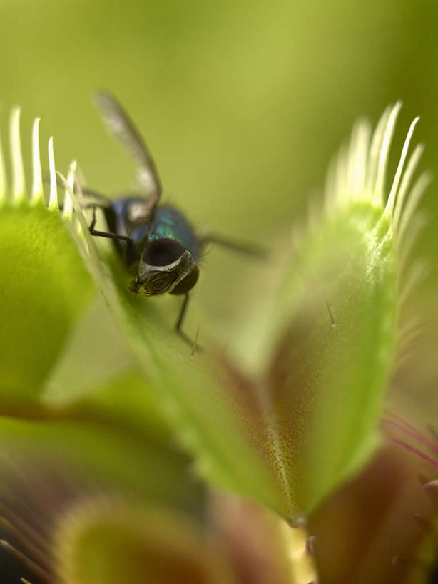 无人,竖图,俯视,室外,特写,白天,美景,植物,捕蝇草,苍蝇,伸展,张开,展翅,阴影,朦胧,模糊,反射,细菌,翅膀,昆虫,影子,景观,草药,药草,中药,一只,自然,动物,趴着,景色,自然风光,药材,中草药,病菌,张开翅膀,中药材,本草,害虫,传染,四害,捕虫草,食虫草,食虫植物,展开翅膀,维纳斯捕蝇草,食肉植物,趴,彩图,高角度拍摄,全身