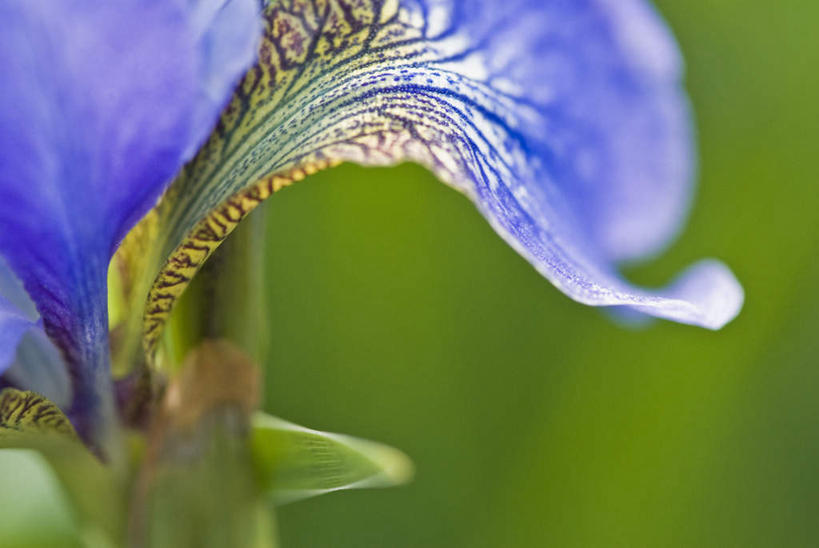 无人,横图,室外,特写,白天,正面,微距,美景,植物,朦胧,模糊,盛开,景观,草药,花蕾,中药,花,花瓣,花朵,鲜花,一朵,蓝色,自然,花苞,花蕊,景色,鸢尾,自然风光,药材,中草药,中药材,本草,紫蝴蝶,蓝蝴蝶,乌鸢,扁竹花,彩图,微距摄影