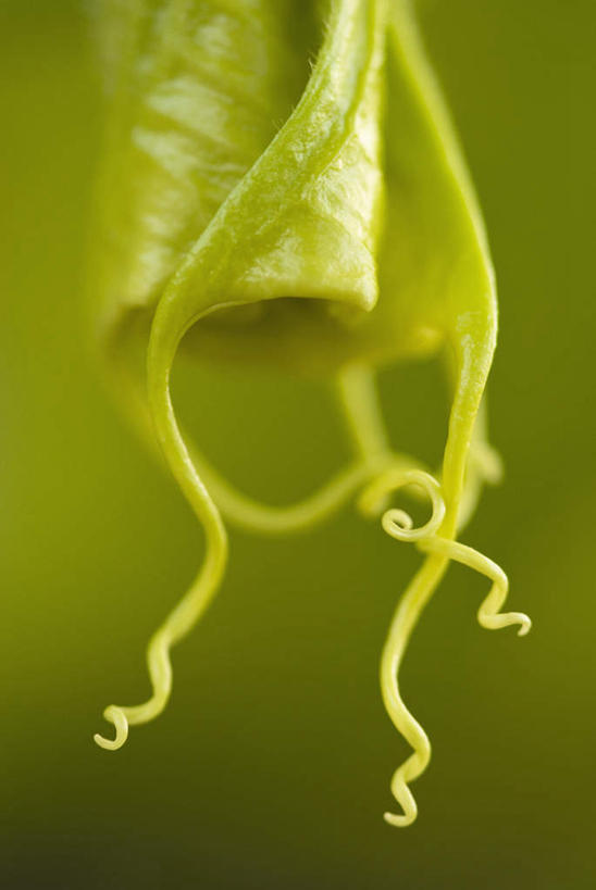 无人,竖图,室外,特写,白天,正面,微距,爱情,美景,喇叭花,朦胧,模糊,盛开,景观,花蕾,花,花瓣,花朵,鲜花,一朵,绿色,自然,花苞,花蕊,景色,虚幻,自然风光,永恒,牵牛,牵牛子,勤娘子,碧冬茄,朝颜花,灵芝牡丹,冷静,牵牛花,彩图,微距摄影