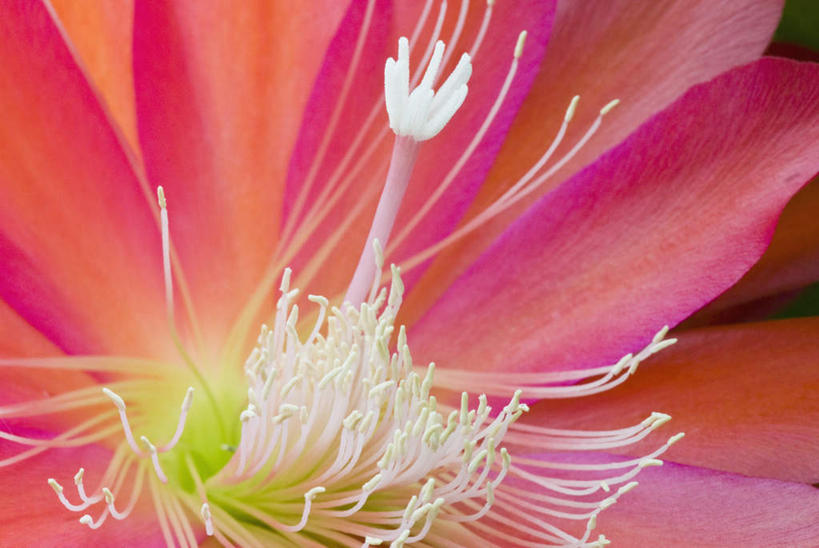 无人,横图,俯视,室外,特写,白天,微距,美景,朦胧,模糊,盛开,景观,花蕾,花,花瓣,花朵,鲜花,一朵,红色,自然,花苞,花蕊,景色,自然风光,昙花,永恒,短暂,瞬间,刹那,鬼仔花,韦陀花,月下美人,夜会草,彩图,高角度拍摄,微距摄影