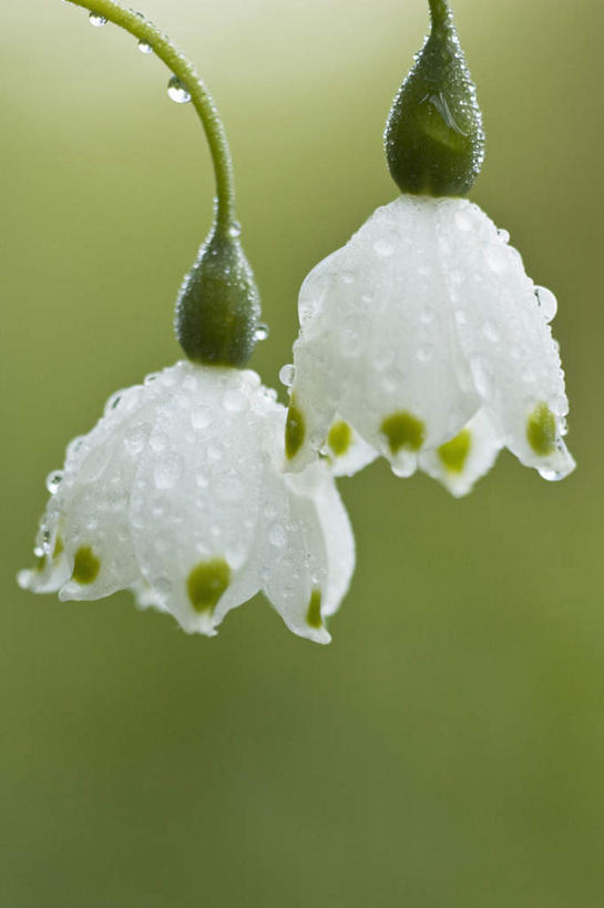 无人,竖图,室外,特写,白天,正面,美景,水,露水,朦胧,模糊,盛开,透明,液体,景观,水滴,花蕾,水珠,花,花瓣,花朵,鲜花,两朵,白色,自然,露珠,花苞,花蕊,景色,生机,新生,剔透,自然风光,雪花莲,灵动,雪片莲,通明,生日花,彩图,晶莹