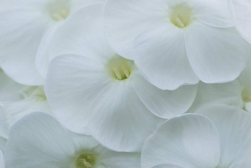 无人,横图,俯视,室外,特写,白天,美景,许多,朦胧,模糊,盛开,景观,很多,花蕾,花,花瓣,花朵,鲜花,白色,自然,花苞,花蕊,景色,夹竹桃,自然风光,柳叶桃,半年红,彩图,高角度拍摄