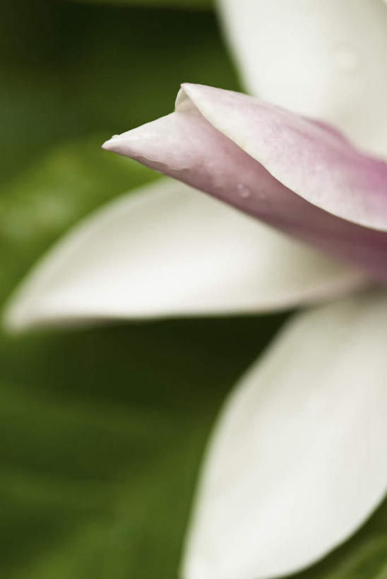 无人,竖图,室外,特写,白天,正面,微距,美景,玉兰花,朦胧,模糊,盛开,景观,花蕾,花,花瓣,花朵,鲜花,一朵,白色,自然,花苞,花蕊,景色,自然风光,紫玉兰,辛夷,木笔,木兰花,望春玉兰,辛夷花,玉兰,应春花,望春花,木兰,彩图,微距摄影