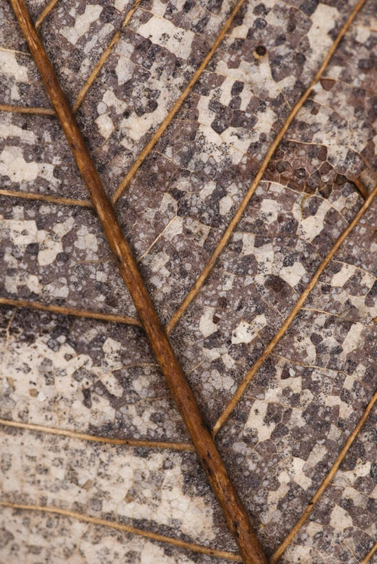 无人,竖图,室外,特写,白天,正面,微距,美景,叶子,朦胧,模糊,纹路,纹理,景观,枯叶,落叶,自然,景色,腐烂,自然风光,肌理,腐败,腐臭,腐朽,叶,叶片,彩图,微距摄影