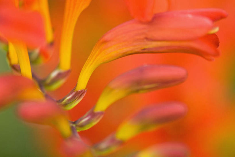 无人,横图,室外,特写,白天,正面,微距,美景,植物,朦胧,模糊,盛开,景观,草药,花蕾,中药,花,花瓣,花朵,鲜花,一朵,红色,自然,花苞,花蕊,景色,鸢尾,自然风光,药材,中草药,中药材,本草,紫蝴蝶,蓝蝴蝶,乌鸢,扁竹花,彩图,微距摄影,香根鸢尾