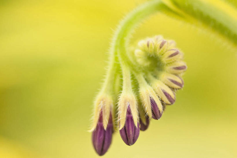 无人,横图,室外,特写,白天,正面,微距,美景,朦胧,模糊,盛开,景观,花蕾,花,花瓣,花朵,鲜花,紫色,自然,花苞,花蕊,景色,自然风光,彩图,微距摄影