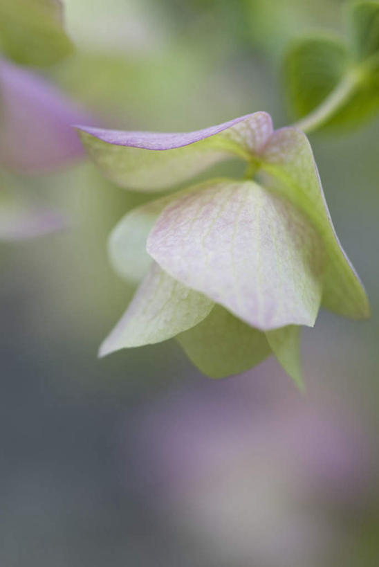 无人,竖图,室外,特写,白天,正面,微距,美景,朦胧,模糊,盛开,景观,花蕾,花,花瓣,花朵,鲜花,一朵,绿色,紫色,自然,花苞,花蕊,景色,自然风光,彩图,微距摄影