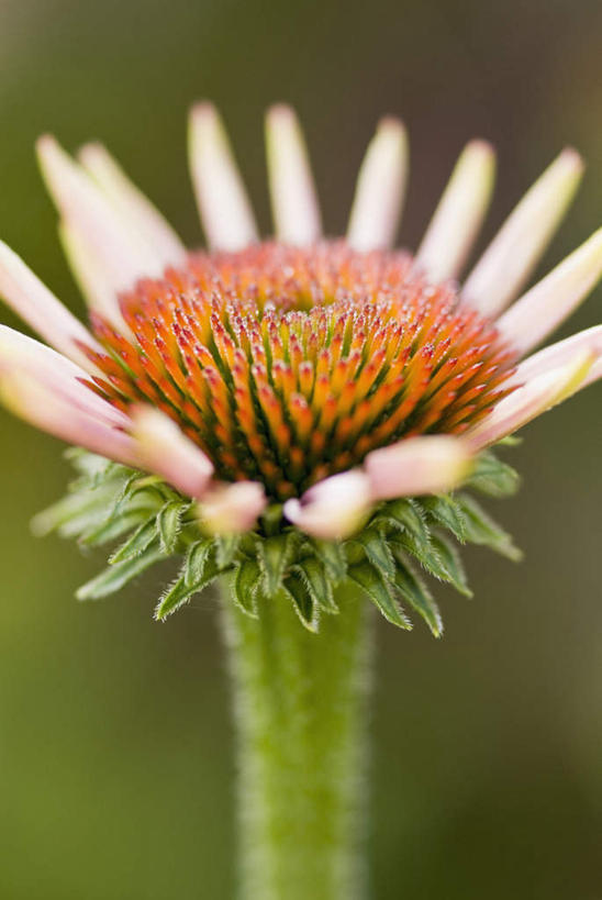 无人,竖图,室外,特写,白天,正面,微距,美景,朦胧,模糊,盛开,景观,花蕾,花,花瓣,花朵,鲜花,一朵,黄色,白色,自然,花苞,花蕊,景色,松果菊,自然风光,紫锥花,紫锥菊,放弃,懈怠,彩图,微距摄影