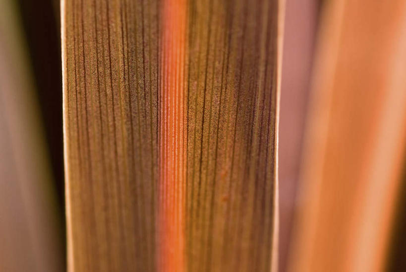 无人,横图,室外,特写,白天,正面,微距,美景,植物,叶子,朦胧,模糊,纹路,纹理,景观,亚麻,黄色,自然,嫩叶,景色,自然风光,肌理,胡麻,纤维作物,油料作物,叶,叶片,彩图,微距摄影