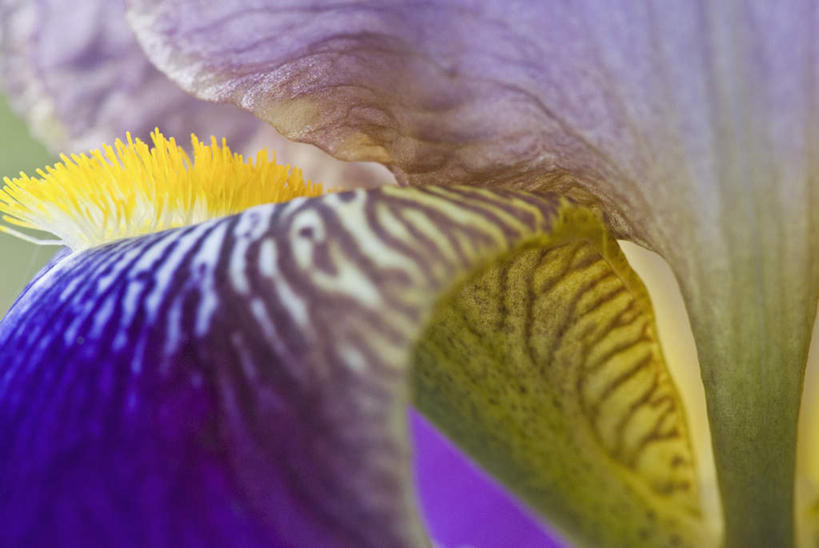 无人,横图,室外,特写,白天,正面,微距,美景,植物,朦胧,模糊,盛开,景观,草药,花蕾,中药,花,花瓣,花朵,鲜花,一朵,黄色,蓝色,自然,花苞,花蕊,景色,鸢尾,自然风光,药材,中草药,中药材,本草,紫蝴蝶,蓝蝴蝶,乌鸢,扁竹花,彩图,微距摄影