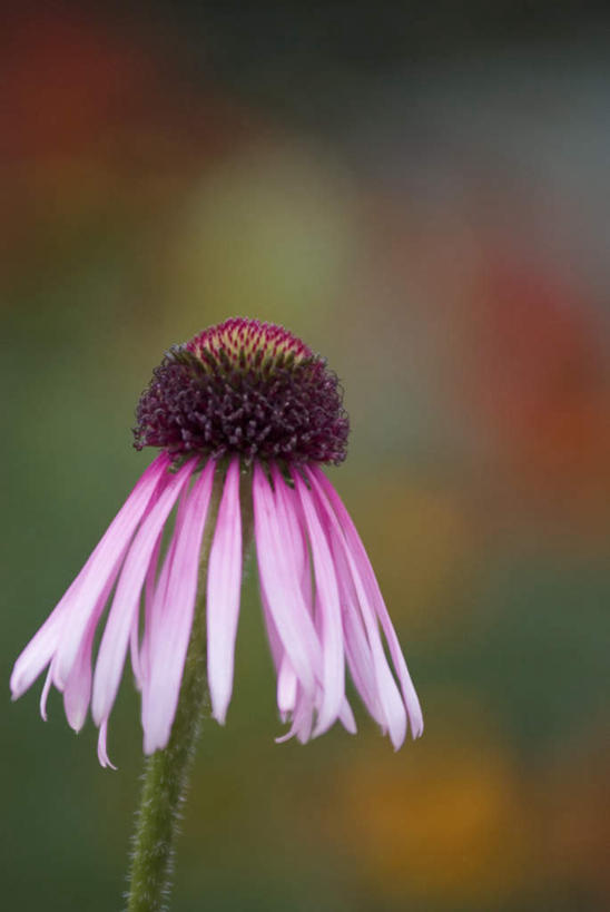 无人,竖图,室外,特写,白天,正面,微距,美景,朦胧,模糊,盛开,景观,花蕾,花,花瓣,花朵,鲜花,一朵,紫色,自然,花苞,花蕊,景色,松果菊,自然风光,紫锥花,紫锥菊,放弃,懈怠,彩图,微距摄影