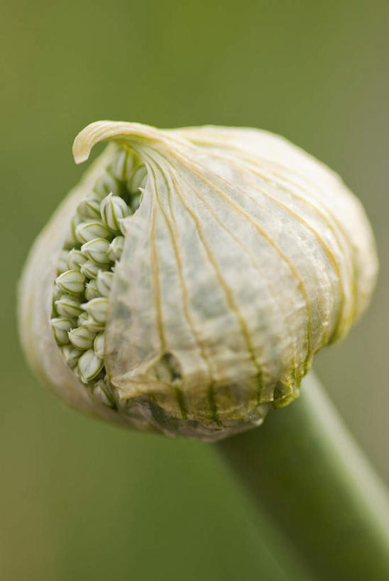 无人,竖图,室外,特写,白天,正面,美景,蔬菜,朦胧,模糊,新鲜,景观,韭菜,食品,食物,自然,景色,有机食品,绿色食品,自然风光,起阳草,韭,山韭,长生韭,彩图