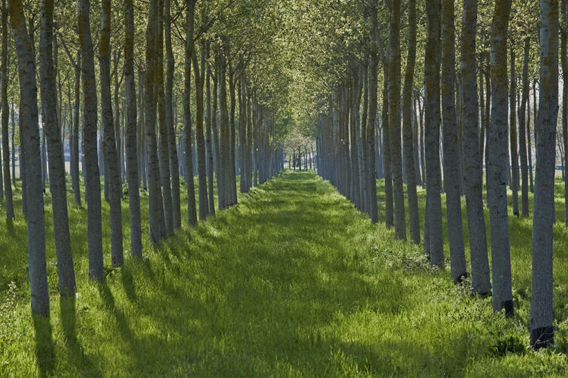 无人,横图,室外,白天,正面,旅游,度假,草地,草坪,美景,植物,法国,欧洲,一排,阴影,整齐,并列,并排,光线,影子,景观,娱乐,草,树,树木,排列,绿色,阳光,自然,享受,休闲,景色,放松,生长,成长,队列,自然风光,平行,法兰西共和国,阿基坦,法兰西第五共和国,多尔多涅省,亚魁当,阿基坦大区,多尔多涅,彩图