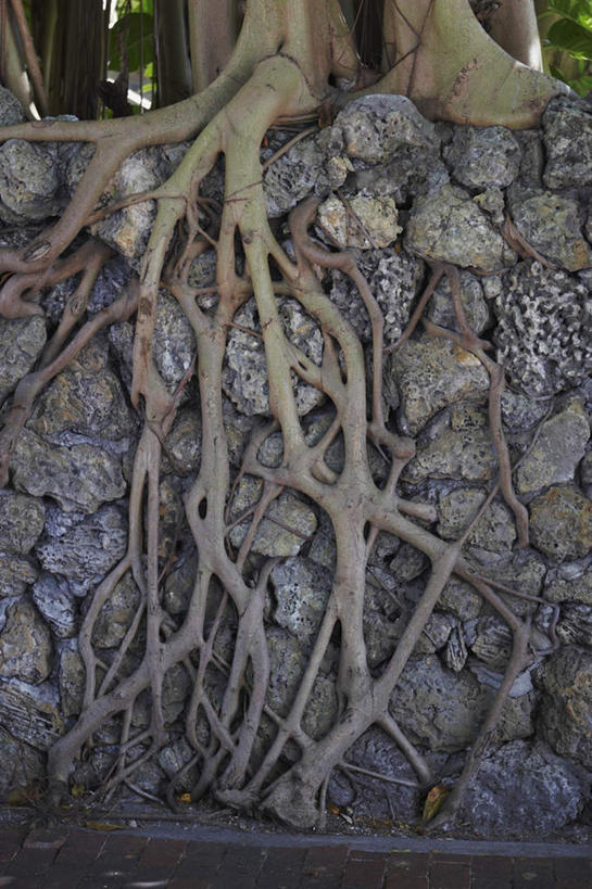 无人,竖图,室外,白天,正面,旅游,度假,石头,美景,植物,一堆,堆叠,堆积,石子,墙,景观,树根,娱乐,墙壁,墙面,树,树木,绿色,自然,享受,休闲,景色,放松,生长,成长,堆,自然风光,石块,彩图