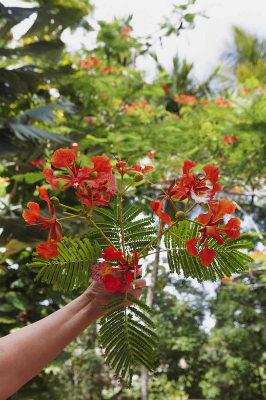 西方人,一个人,竖图,室内,白天,正面,叶子,欧洲,欧洲人,仅一个年轻女性,仅一个女性,仅一个人,许多,绿叶,拿,拿着,红色,蓝色,蓝天,天空,天,嫩叶,晴朗,万里无云,凤凰木,红花楹树,凤凰树,火树,红花楹,年轻女性,女人,女性,白种人,叶,叶片,晴空,晴空万里,半身,彩图