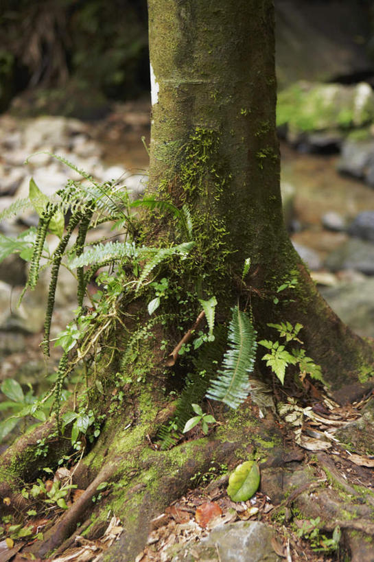 无人,竖图,俯视,室外,特写,白天,植物,叶子,许多,朦胧,模糊,青苔,枯叶,落叶,树根,苔藓,一个,绿色,单个,叶,叶片,彩图,高角度拍摄