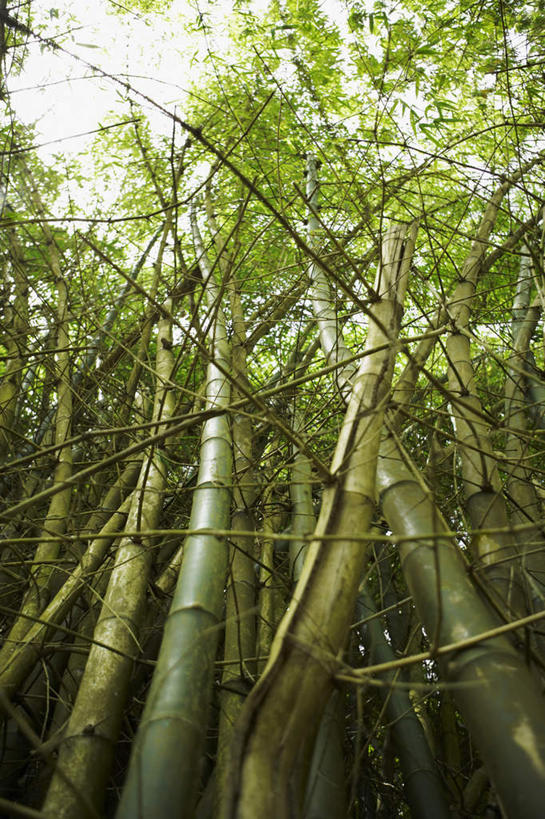 无人,竖图,室外,白天,仰视,树林,植物,竹子,朦胧,模糊,竹林,树,树木,蓝色,绿色,蓝天,天空,自然,天,生长,晴朗,成长,北美,北美洲,美洲,万里无云,北亚美利加洲,亚美利加洲,波多黎各,波多黎各自由邦,晴空,晴空万里,彩图,低角度拍摄