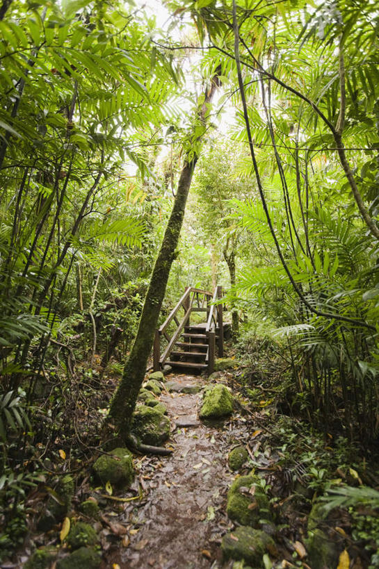 无人,竖图,室外,白天,正面,旅游,美景,森林,树林,植物,道路,路,墨西哥,朦胧,模糊,景观,小路,交通,树,树木,绿色,自然,景色,乡间小路,生长,成长,北美,北美洲,自然风光,美洲,北亚美利加洲,亚美利加洲,墨西哥合众国,仙人掌王国,彩图,游览