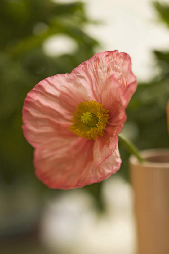 无人,竖图,室内,特写,白天,正面,植物,罂粟,静物,花瓶,盛开,陶瓷,陶瓷制品,花蕾,花,花瓣,花朵,鲜花,树,树木,一朵,一个,红色,绿色,自然,瓶子,花苞,花蕊,生长,单个,成长,冰岛罂粟,冰岛虞美人,橘黄罂粟,裸茎罂粟,小罂粟,岩罂粟,野罂粟,彩图