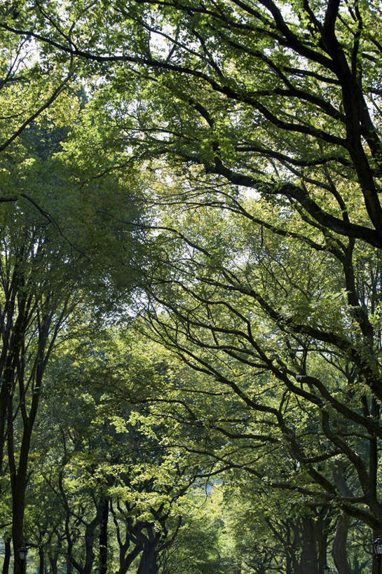 无人,竖图,室外,白天,仰视,旅游,美景,树林,植物,阴影,光线,影子,景观,树,树木,蓝色,绿色,蓝天,天空,阳光,自然,天,景色,生长,晴朗,成长,自然风光,万里无云,晴空,晴空万里,彩图,低角度拍摄,游览