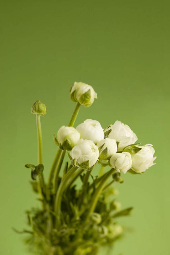 无人,竖图,室内,特写,白天,正面,静物,许多,绿色背景,盛开,芹菜花,花毛茛,花蕾,花,花瓣,花朵,鲜花,白色,花苞,花蕊,摄影,影棚,陆莲花,波斯毛茛,彩图,影棚拍摄,拍摄