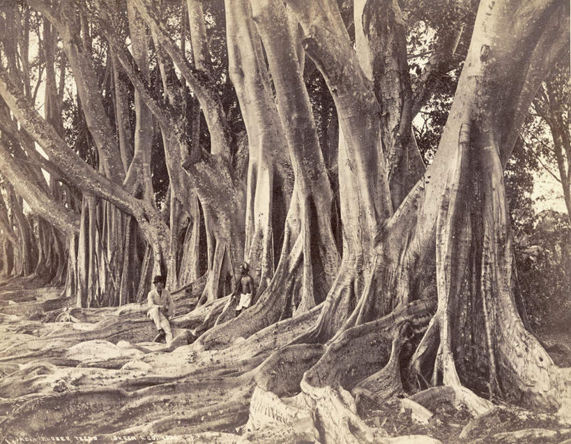 东方人,一个人,坐,横图,室外,白天,正面,美景,植物,帽子,亚洲,仅一个男性,仅一个人,许多,阴影,服装,光线,影子,景观,树桩,很多,黄种人,树,树干,树木,仅一个年轻男性,衣服,绿色,自然,木桩,景色,服饰,巨大,庞大,生长,成长,衣着,穿着,自然风光,泛黄,老照片,衣饰,旧照,宏大,硕大,伟大,男人,男性,年轻男性,亚洲人,坐着,彩图,全身