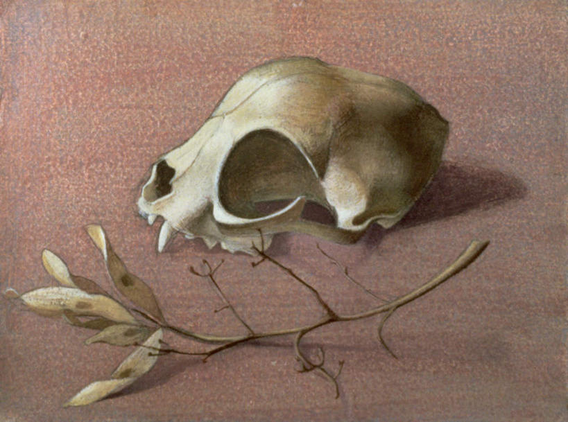 颅骨,无人,横图,室内,白天,正面,绘画,植物,叶子,油画,红色背景,艺术,枯叶,落叶,枝条,古典,文化,树,树木,树枝,工艺品,品味,美术,高雅,美学,鼻骨,顶骨,额骨,颈椎,颞骨,下颌骨,颧骨,虬枝,枝杈,头盖骨,叶,叶片,彩图