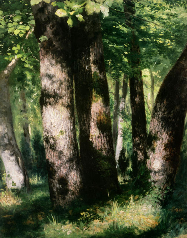 无人,竖图,室外,白天,正面,旅游,度假,草地,草坪,森林,树林,植物,标志建筑,地标,建筑,叶子,法国,欧洲,阴影,光线,影子,绿叶,娱乐,建设,草,树,树木,绿色,阳光,自然,享受,休闲,嫩叶,旅游胜地,放松,生长,成长,法兰西共和国,法兰西第五共和国,法兰西岛,枫丹白露,枫丹白露宫,枫丹白露宫苑,枫丹白露镇,法兰西岛大区,塞纳.马恩省,叶,叶片,彩图