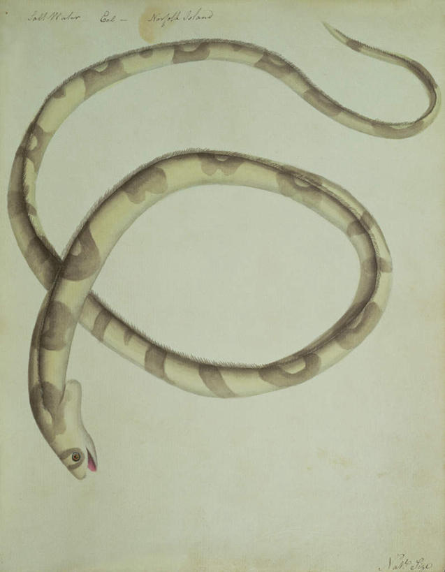 鳗鱼,无人,横图,俯视,室内,特写,白天,背景,白色背景,绘画,鳗鲡,油画,一条,艺术,古典,注视,文化,白色,工艺品,观察,看,品味,观看,美术,察看,高雅,关注,河鳗,美学,白鳗,青鳝,风馒,配景,白鳝,布景,彩图,高角度拍摄,全身