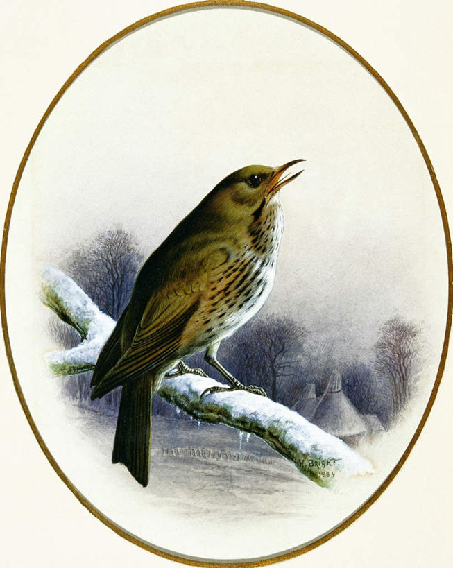 无人,站,横图,室内,特写,白天,背景,白色背景,侧面,绘画,美景,雪,植物,大雪,鸟,油画,艺术,鸟类,积雪,景观,雪景,冬季,冬天,枝条,古典,注视,文化,树,树木,树枝,一只,白色,自然,工艺品,观察,看,品味,站着,张嘴,景色,寒冷,叫,观看,美术,察看,高雅,关注,自然风光,张大嘴巴,美学,严寒,虬枝,枝杈,配景,鸫鸟,欧歌鸫,鸣,张开嘴,站立,布景,彩图,全身