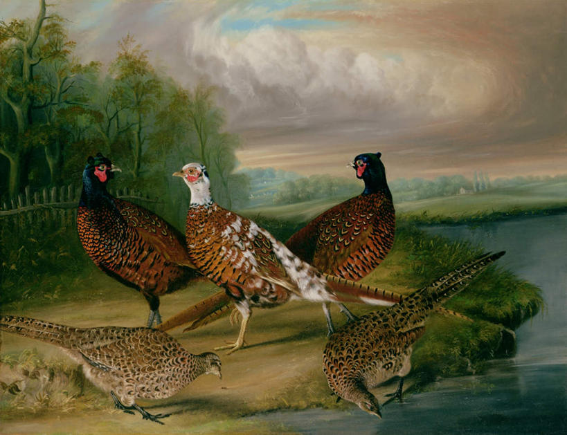 无人,站,横图,室内,白天,正面,绘画,草地,草坪,河流,石头,美景,水,植物,鸡,鸟,油画,喝,波纹,艺术,鸟类,雉鸡,石子,河水,景观,水流,云,云朵,涟漪,古典,云彩,注视,文化,草,蓝色,绿色,白云,倒影,蓝天,水纹,天空,自然,工艺品,波浪,天,低头,观察,看,品味,站着,景色,晴朗,五只,观看,美术,察看,倒映,高雅,关注,自然风光,环颈雉,水晕,美学,垂头,反照,石块,岩石,晴空,野鸡,站立,彩图,全身