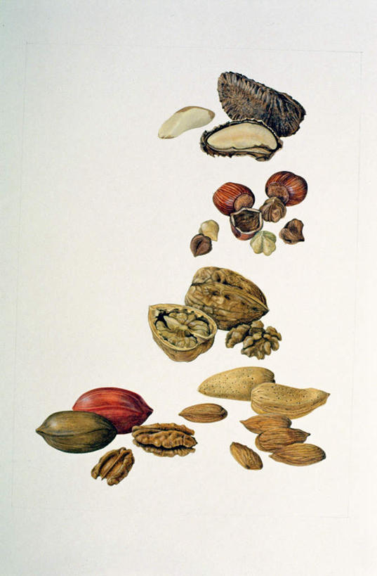 无人,竖图,室内,白天,白色背景,正面,绘画,杏仁,水果,许多,新鲜,艺术,核桃,生食,食品,坚果,果实,很多,古典,凌乱,文化,食物,工艺品,干果,品味,有机食品,绿色食品,美术,混乱,高雅,榛子,胡桃,巴西栗,巴西坚果,美学,巴西果,羌桃,山板栗,纷乱,缭乱,庞杂,鲍鱼果,杏子,杏梅仁,杏核仁,木落子,苦杏仁,彩图