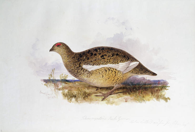 无人,站,横图,室内,白天,白色背景,侧面,绘画,植物,鸟,柳叶鸡,油画,艺术,鸟类,枝条,古典,注视,文化,树,树木,树枝,一只,黄色,工艺品,观察,看,品味,站着,观看,美术,察看,高雅,关注,美学,勺鸡,虬枝,枝杈,松鸡,站立,彩图,全身