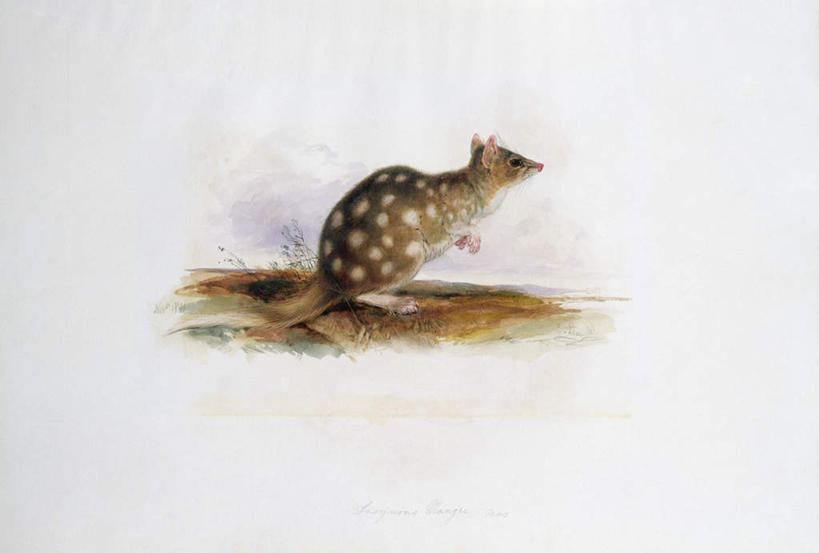 无人,站,横图,室内,白天,白色背景,侧面,绘画,袋鼠,野生动物,油画,艺术,斑点,古典,注视,文化,一只,黄色,动物,工艺品,观察,看,品味,站着,可爱,活泼,观看,美术,察看,高雅,关注,美学,育儿袋,站立,彩图,全身