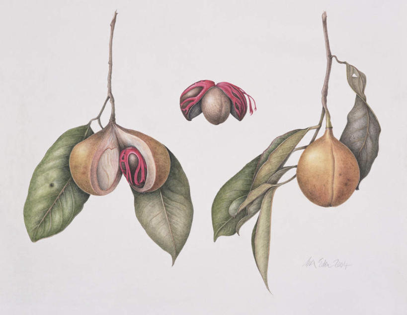 无人,横图,室内,白天,白色背景,正面,绘画,植物,叶子,艺术,绿叶,草药,药草,古典,文化,中药,工艺品,品味,嫩叶,美术,豆蔻,水彩,水彩画,高雅,药材,中草药,中药材,本草,美学,消食,白豆蔻,叶,叶片,彩图,开胃