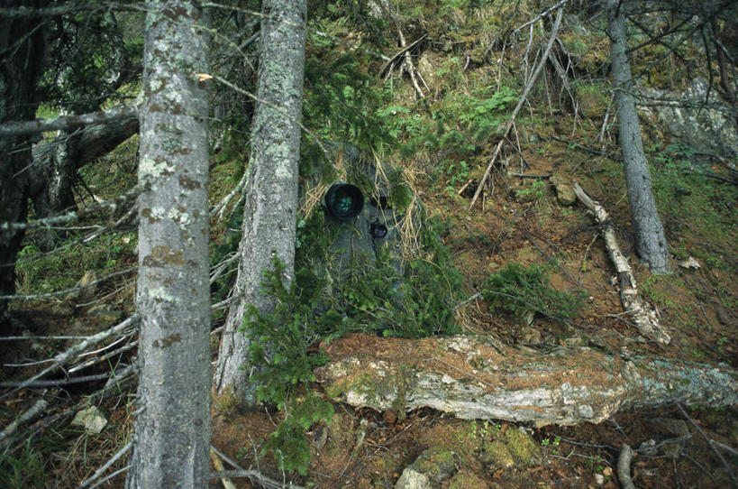 无人,横图,室外,白天,正面,旅游,度假,草地,草坪,美景,植物,松树,欧洲,俄罗斯,亚洲,阴影,光线,影子,景观,娱乐,草,树,树木,绿色,阳光,自然,享受,休闲,景色,放松,生长,成长,常青树,自然风光,坚定,长寿,贞洁,俄联邦,俄罗斯联邦,彩图