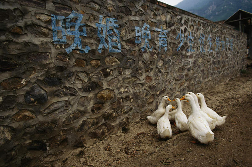 无人,站,横图,室外,白天,正面,石头,鸟,许多,阴影,光线,鸟类,鸭,标志,石子,文字,影子,字符,墙,标识,家禽,墙壁,墙面,蓝色,蓝天,天空,阳光,动物,天,站着,汉字,牲畜,晴朗,中文,万里无云,国文,华文,石块,晴空,晴空万里,站立,彩图,全身