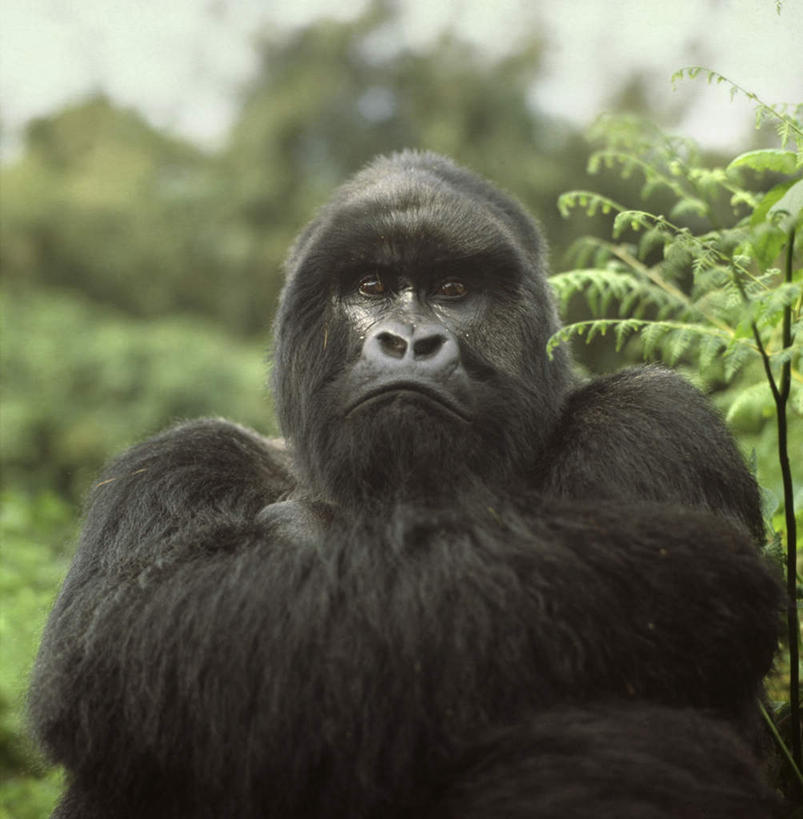 脸,头,脸颊,无人,坐,竖图,室外,特写,白天,正面,旅游,度假,草地,草坪,美景,植物,猩猩,叶子,非洲,卢旺达,阴影,朦胧,模糊,光线,影子,景观,绿叶,注视,娱乐,草,树,树木,一只,蓝色,绿色,蓝天,天空,阳光,自然,天,观察,看,享受,休闲,嫩叶,景色,放松,生长,晴朗,成长,观看,察看,关注,自然风光,大猩猩,万里无云,阿非利加洲,金刚猩猩,西部大猩猩,西部低地大猩猩,卢旺达共和国,头部,脸部,脸蛋,面部,叶,叶片,晴空,晴空万里,坐着,半身,彩图