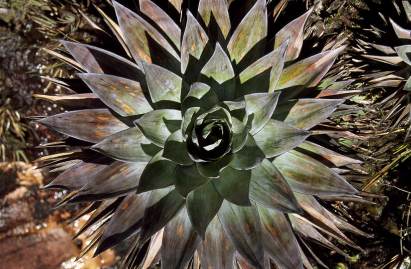 无人,横图,俯视,室外,特写,白天,美景,龙舌兰,阴影,朦胧,模糊,盛开,光线,影子,景观,花蕾,花,花瓣,花朵,鲜花,一朵,阳光,自然,花苞,花蕊,景色,希望,自然风光,毛边丝兰,软叶丝兰,丝兰,剑麻,凤尾兰,凤尾丝兰,番麻,彩图,高角度拍摄,龙舌掌