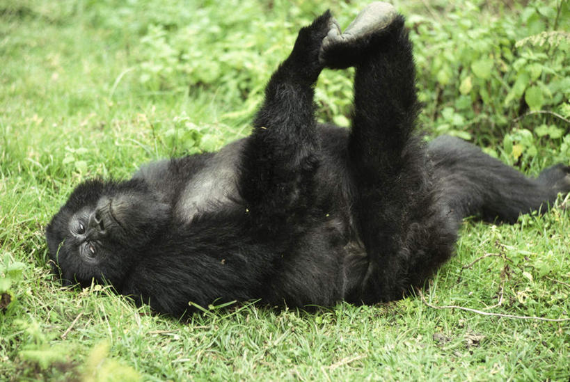 无人,躺,横图,俯视,室外,白天,草地,草坪,美景,植物,哺乳动物,野生动物,猩猩,非洲,卢旺达,一头,阴影,朦胧,模糊,光线,影子,景观,注视,草,绿色,阳光,自然,动物,观察,看,游玩,景色,观看,察看,关注,自然风光,大猩猩,阿非利加洲,金刚猩猩,卢旺达共和国,山地大猩猩,顽耍,高山大猩猩,卧着,躺着,玩耍,卧,彩图,高角度拍摄,全身