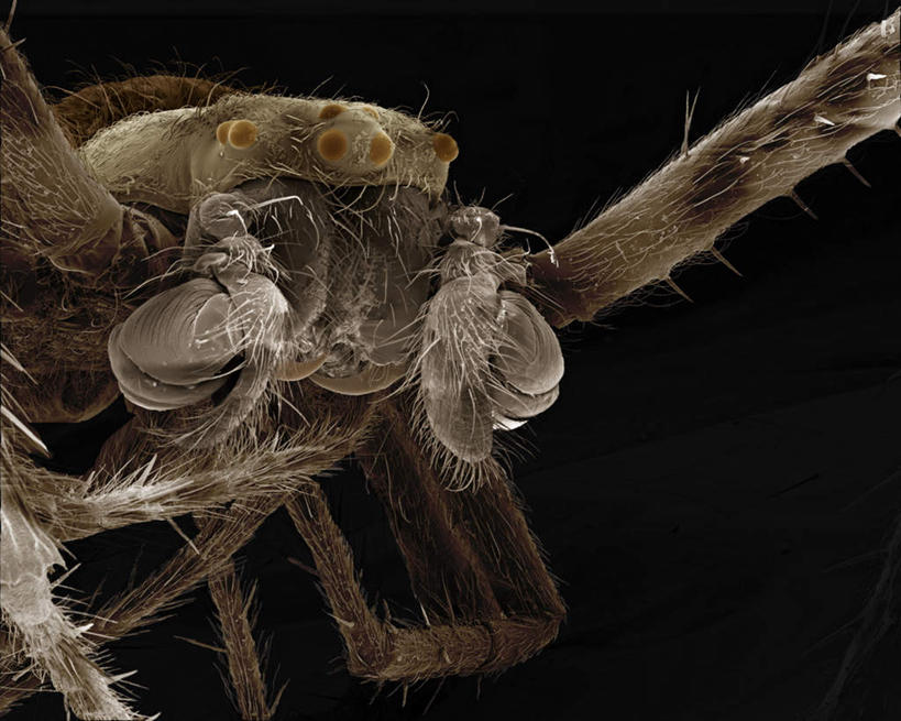 脚,无人,站,横图,俯视,室内,特写,白天,仪器,黑色背景,检查,反射,分析,科学,昆虫,蜘蛛,显微镜,注视,一只,动物,观察,看,站着,清晰,探索,放大,观看,仔细,透镜,察看,毛发,凸透镜,聚焦,八脚螅,园蛛,关注,节肢动物,足,益虫,光学,清楚,波丝,站立,半身,彩图,高角度拍摄