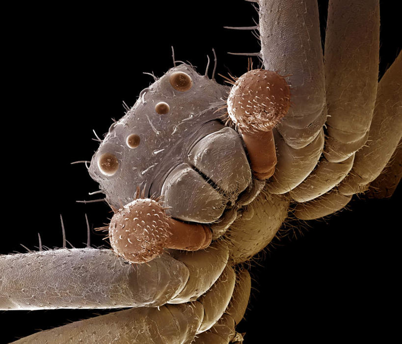 脚,无人,站,横图,俯视,室内,特写,白天,仪器,黑色背景,检查,反射,分析,科学,昆虫,蜘蛛,显微镜,注视,一只,动物,观察,看,站着,清晰,探索,放大,观看,仔细,透镜,察看,毛发,凸透镜,聚焦,八脚螅,关注,节肢动物,足,益虫,光学,清楚,波丝,蟹蛛,站立,半身,彩图,高角度拍摄