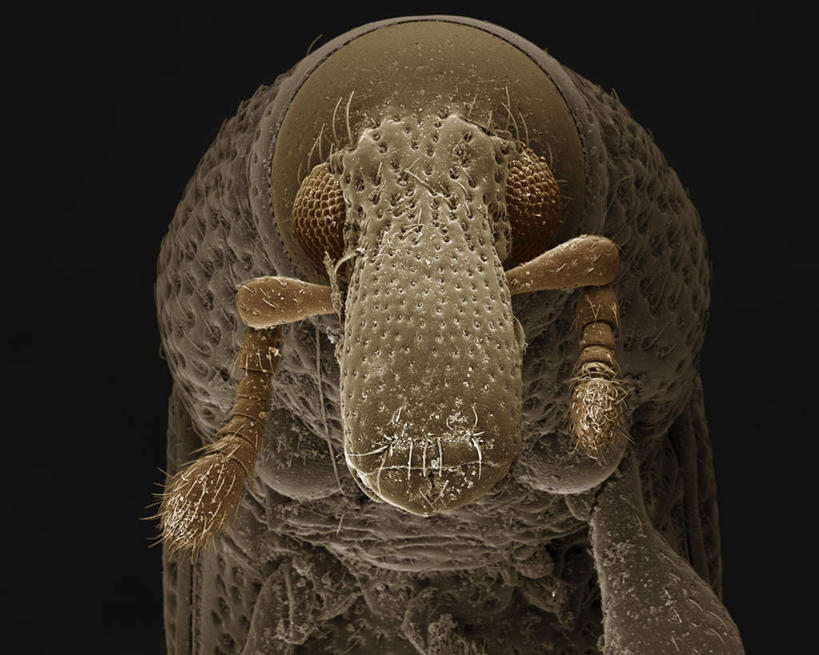 无人,站,横图,俯视,室内,特写,白天,仪器,黑色背景,检查,反射,分析,科学,昆虫,显微镜,注视,一只,动物,观察,看,站着,清晰,探索,放大,观看,仔细,透镜,察看,毛发,凸透镜,聚焦,关注,象鼻虫,光学,害虫,清楚,站立,半身,彩图,高角度拍摄