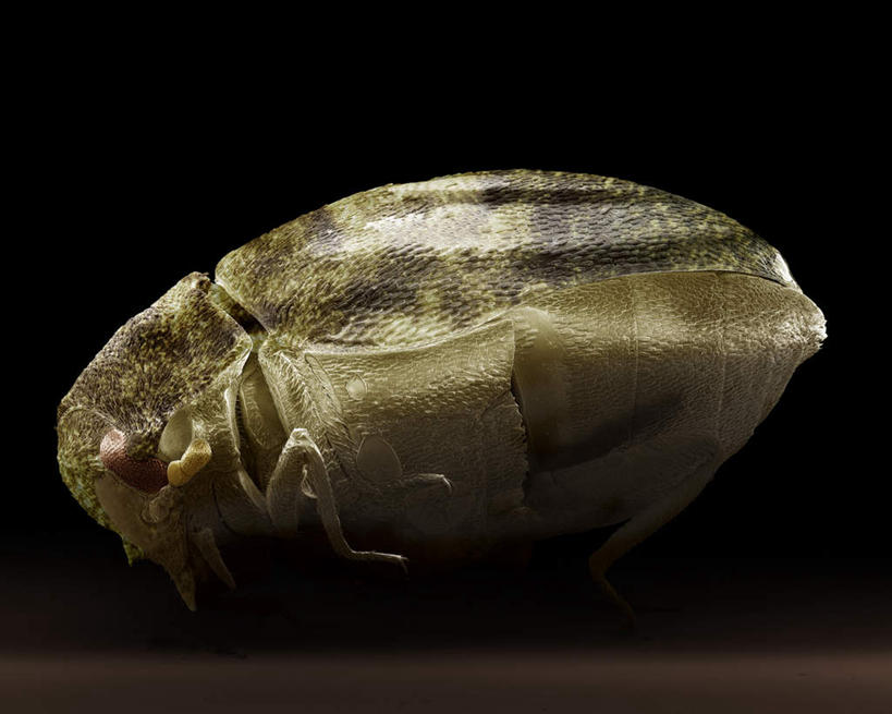 无人,横图,俯视,室内,特写,白天,仪器,黑色背景,检查,反射,分析,科学,昆虫,显微镜,甲壳虫,注视,一只,动物,观察,看,清晰,探索,放大,观看,仔细,透镜,察看,凸透镜,聚焦,关注,甲虫,益虫,光学,清楚,彩图,高角度拍摄,全身