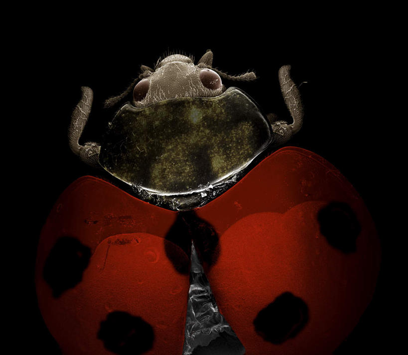 无人,横图,俯视,室内,特写,白天,仪器,瓢虫,黑色背景,检查,反射,分析,科学,昆虫,显微镜,斑点,注视,一只,红色,动物,观察,看,清晰,探索,放大,观看,仔细,透镜,察看,凸透镜,聚焦,关注,益虫,光学,清楚,七星瓢虫,花大姐,半身,彩图,高角度拍摄