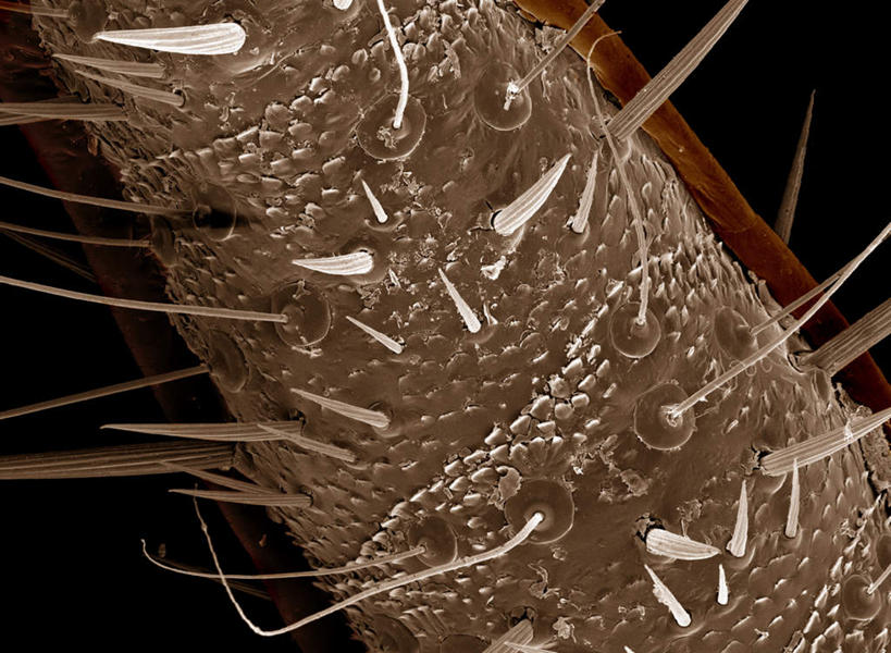 无人,横图,俯视,室内,特写,白天,仪器,黑色背景,检查,反射,分析,科学,昆虫,螳螂,触须,显微镜,注视,一只,动物,观察,看,清晰,探索,放大,观看,仔细,透镜,察看,凸透镜,聚焦,关注,刀螂,益虫,光学,清楚,大刀螂,半身,彩图,高角度拍摄