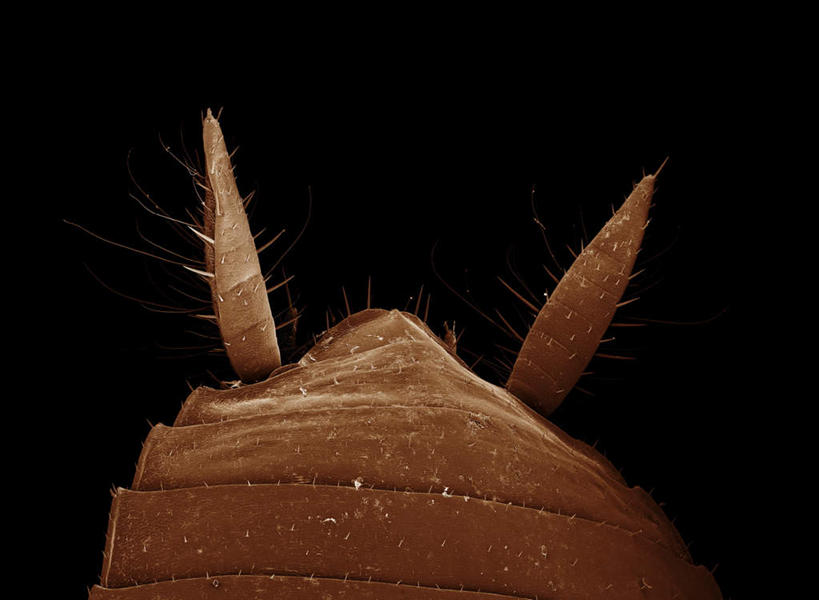 无人,横图,俯视,室内,特写,白天,仪器,蟑螂,黑色背景,检查,反射,分析,科学,细菌,昆虫,触须,显微镜,注视,一只,动物,观察,看,清晰,探索,放大,观看,仔细,透镜,察看,毛发,凸透镜,聚焦,关注,病菌,光学,害虫,清楚,传染,四害,小强,蜚蠊,半身,彩图,高角度拍摄